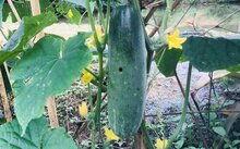 今日白瓜陕西价格多少,市场动态一览”