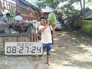 美都瓜今日批发市场价格,今日价格行情一览，新鲜瓜果尽享盛夏美味”