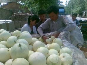 甜王瓜今日价格行情,价格波动解析与市场趋势洞察