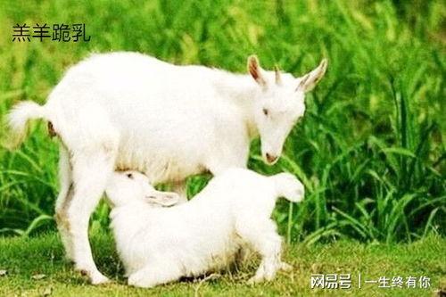 小羊没烦恼 黑料吃瓜,揭秘黑料吃瓜背后的娱乐真相