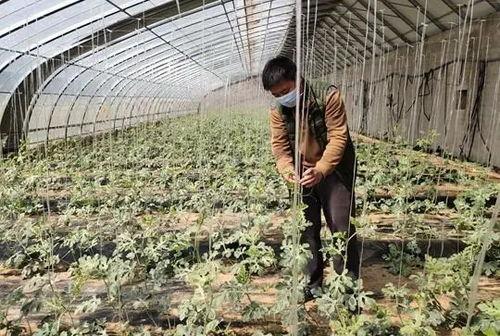 中牟县韩寺镇硒砂瓜今日最新价格,价格行情一览”