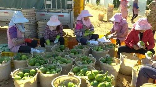 今日小瓜价格最新行情