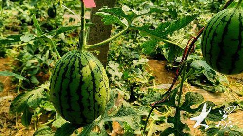 云南建水小瓜今日价格查询,云南建水小瓜今日价格行情分析