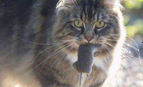 今日吃瓜多肉小野猫,揭秘吃瓜多肉小野猫的趣味生活