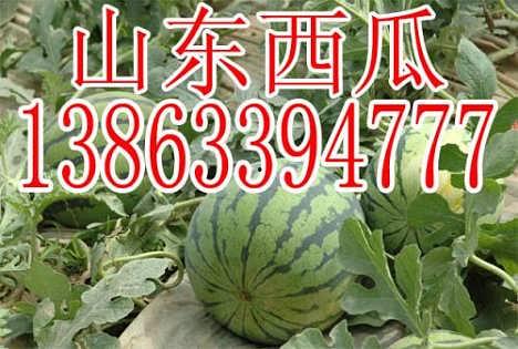 今日鲜瓜最新价格,今日鲜瓜价格一览，尽享夏日清凉美味”